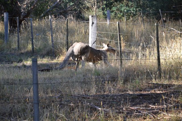 Podcast 5 – A Morning Walk in Melbourne – the Yarra Trail