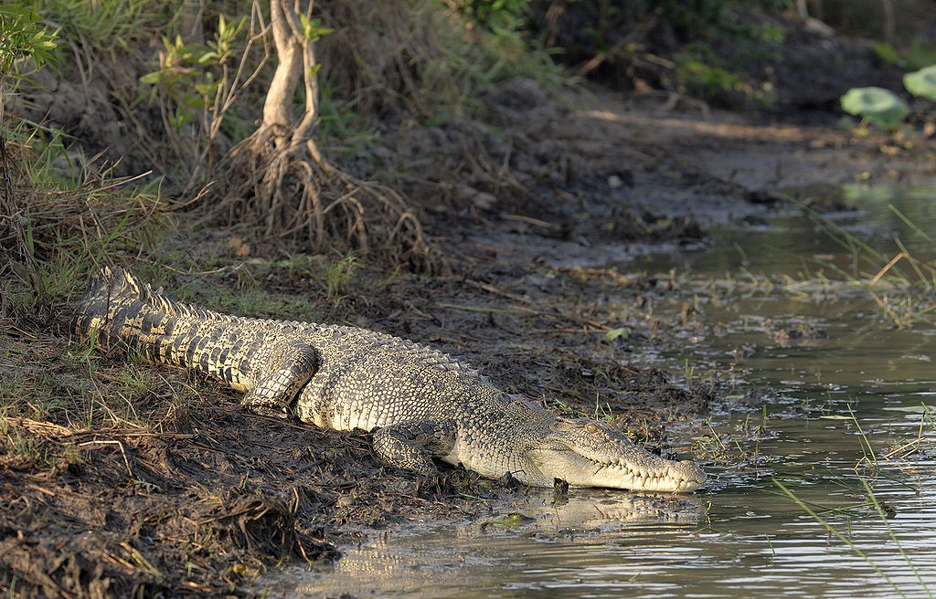 1024px-Saltwater_Crocodile_on_a_river_bank