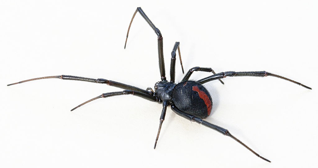 redback spider