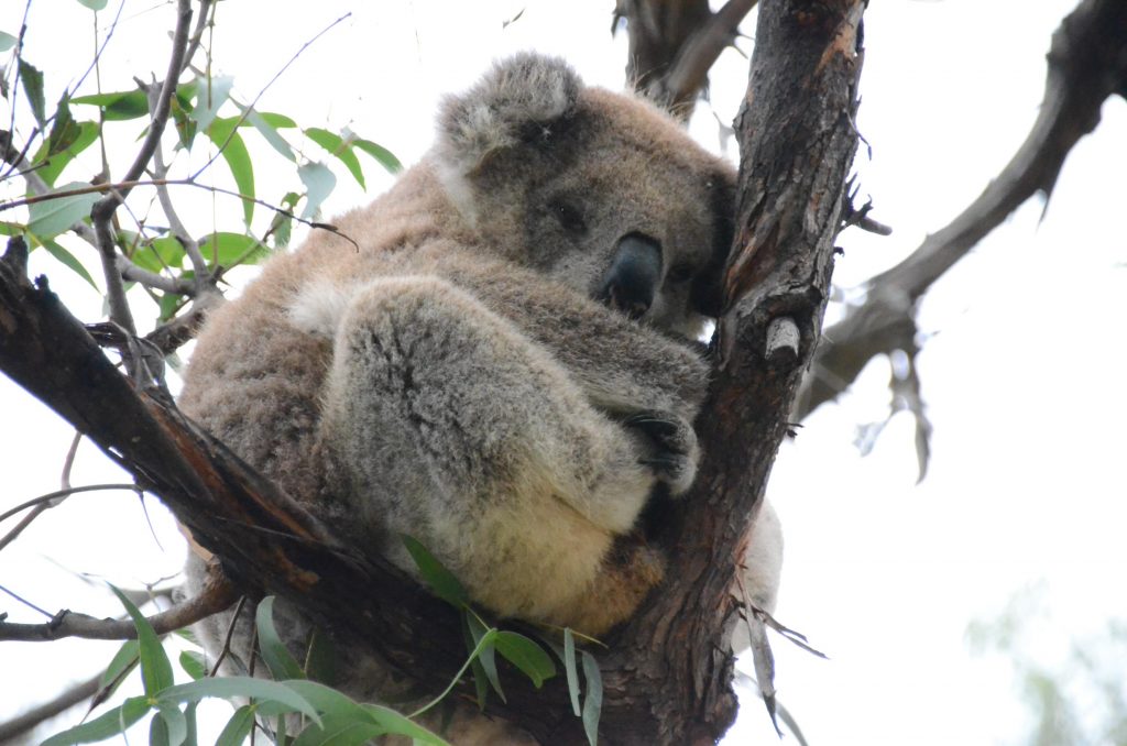 A koala at Raymond Island, Victoria Copyright by Silvia McCormack 2016